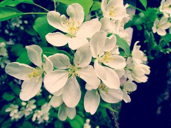 Close-up of white flowers