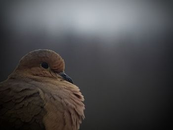 Bird perching on tree