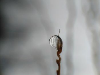 Close-up of insect