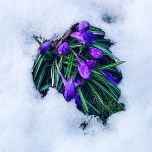 High angle view of purple crocus flowers during winter