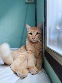 Cat sitting on floor at home