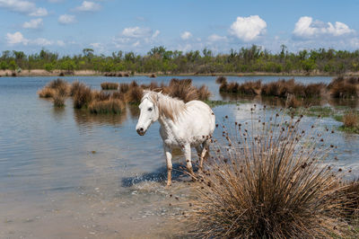 Sheep in a lake