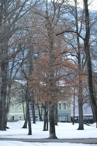 Bare trees in snow during winter