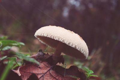 Close-up of mushroom in forest