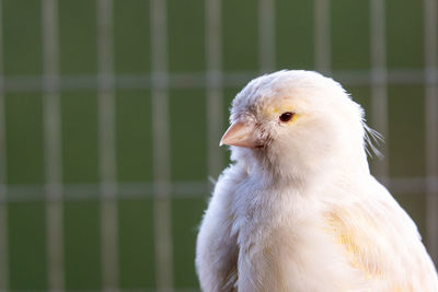 Cropped close-up of a white canary bird looking left