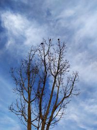 Low angle view of bare tree against sky