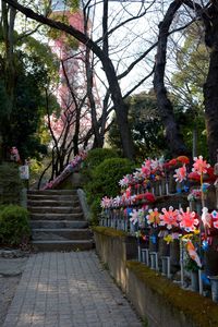 Flowers growing on tree