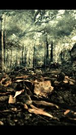 Close-up of trees in forest