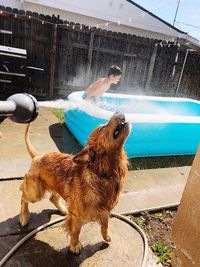 Dog standing by swimming pool