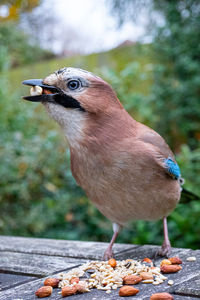 Close-up of bird eating food
