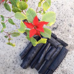 High angle view of potted plant