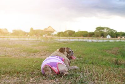 View of a dog on field