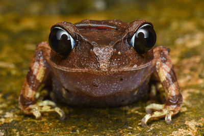 Close-up portrait of snake