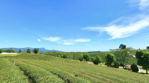 Scenic view of agricultural field against sky