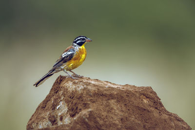 Close-up of bird perching on rock