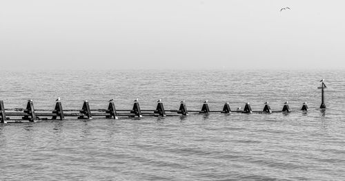 Sea groynes tidal barrier in essex outton north sea with seagulls on each post panoramic image 