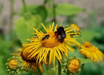 Close-up of bee pollinating on yellow flower