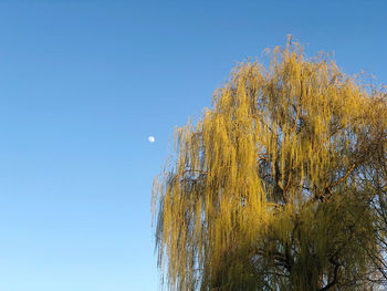 Low angle view of tree against clear blue sky