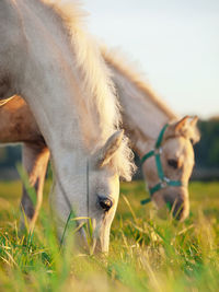 Close-up of horses grazing on grassy field