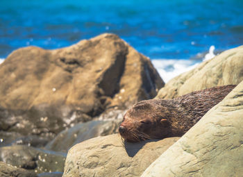 Close-up of seal on rock