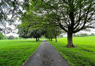 Small lane, lined with old trees, leading through extensive fields in, hellifield, skipton, uk