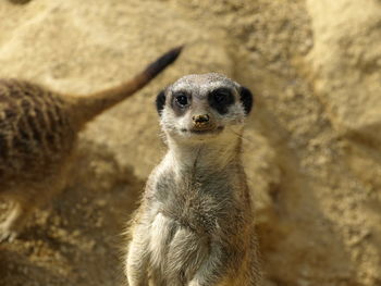 Portrait of an animal on rock