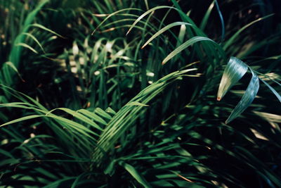 Close-up of fresh green plants