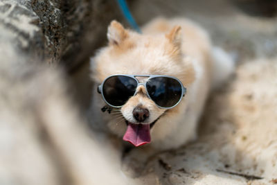 Close-up of a dog