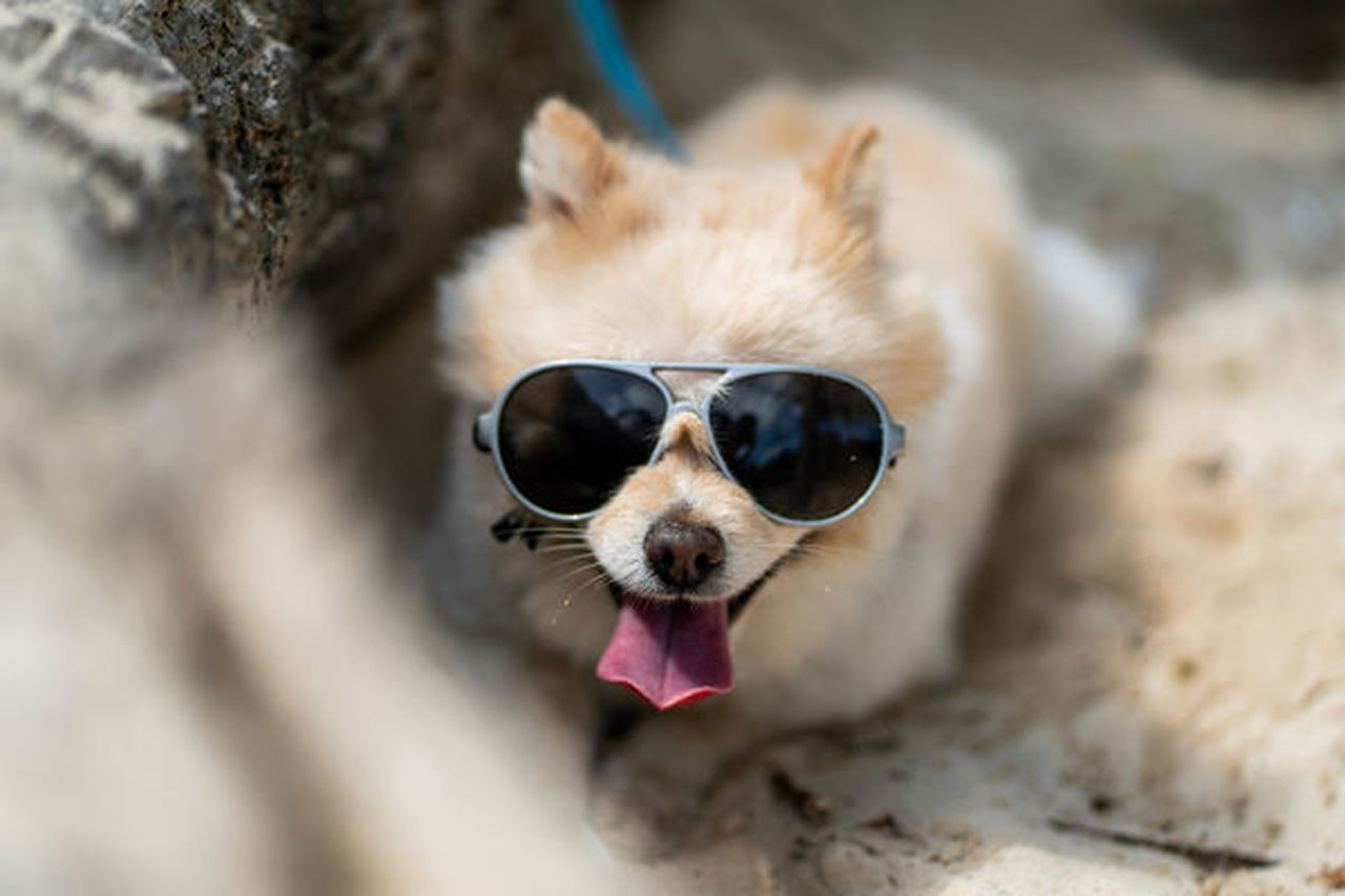 CLOSE-UP OF A DOG IN SUNGLASSES