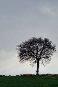 Tree in field against sky