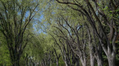 View of trees in forest