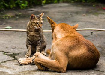 Cat and dog