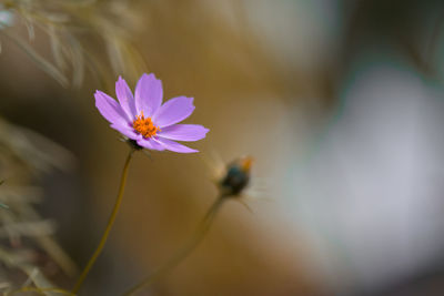 Close-up of purple flower