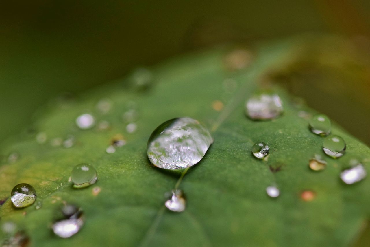 WATER DROPS ON LEAF