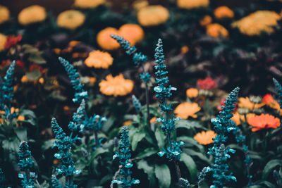 Close-up of flowers blooming outdoors