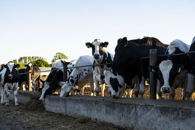 Cows on field against clear sky