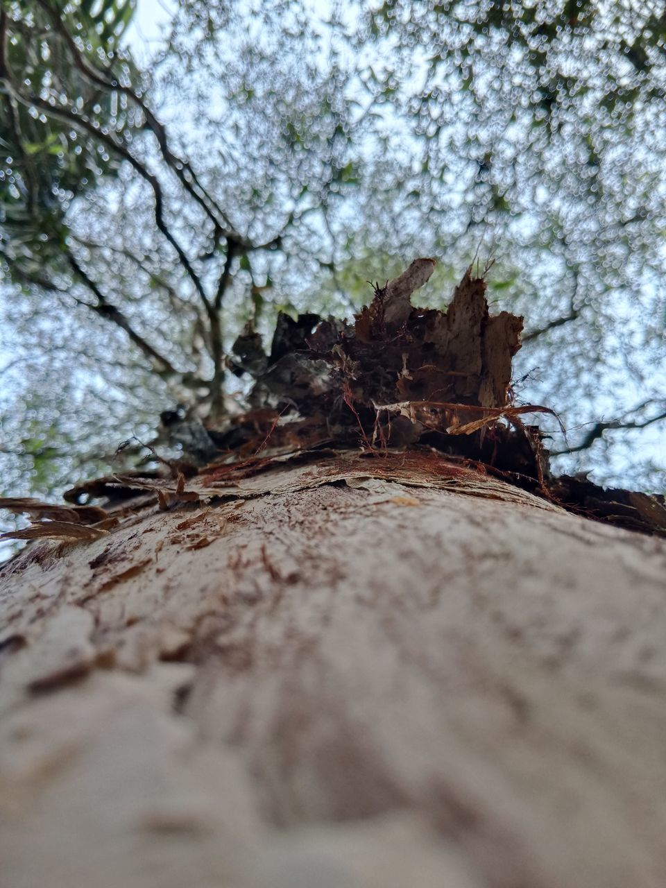 tree, plant, nature, no people, wood, leaf, winter, day, branch, selective focus, tree trunk, low angle view, land, outdoors, trunk, sky, soil, growth, forest, tranquility, beauty in nature, close-up
