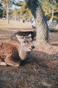 View of deer relaxing on tree trunk