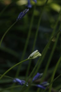 Close-up of flower blooming outdoors