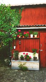 Potted plants on wooden house