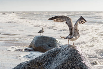 Beautiful sea gull standing on a big granite stone with open wings on the shore with waves