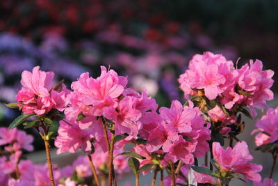 Close-up of pink flowers