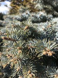 Close-up of pine tree