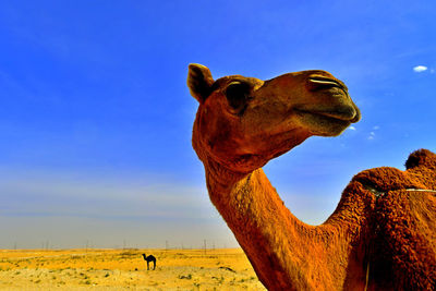 Photo head shots of camels in the wild desert