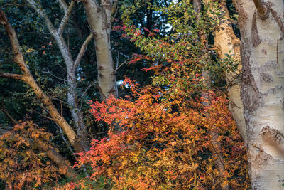 Trees and plants in forest during autumn