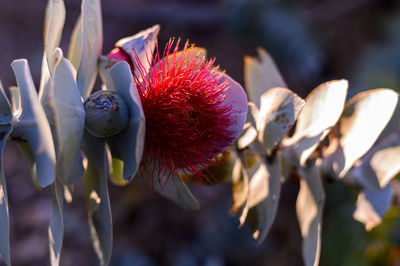 Close-up of red flowering plant