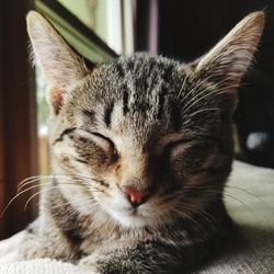 Close-up of a cat with eyes closed