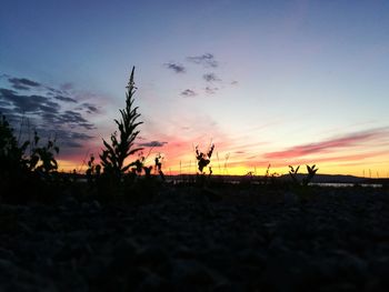 Silhouette plants on field against sky during sunset