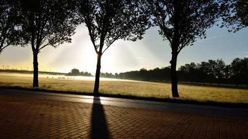 Silhouette trees by footpath against sky during sunset