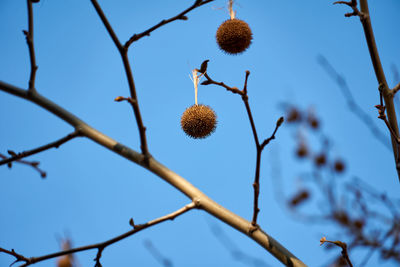 Low angle view of flowering plant against clear sky